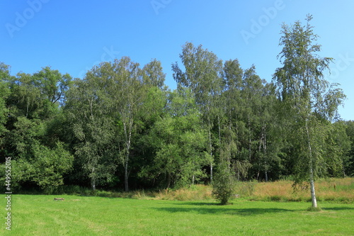 Nice green lawn with trees in the background. Sunny summer day outside at the countryside. Mostly birch trees. Clear blue sky. Värmland, Sweden, Europe.