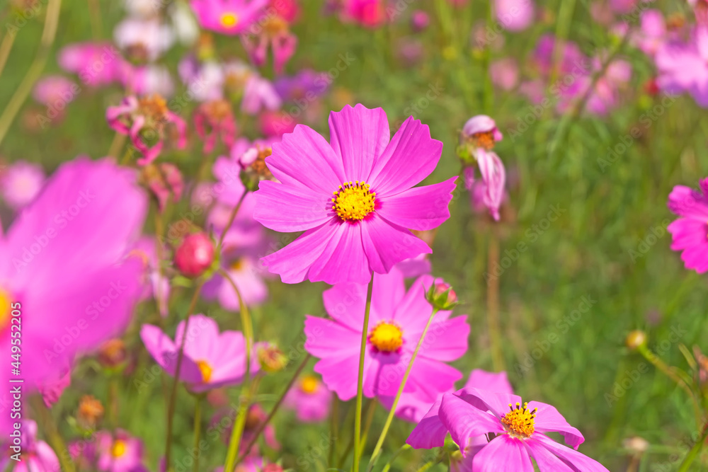 Close up Pink cosmos flowers blooming in a field Close up Pink cosmos flowers blooming in a field