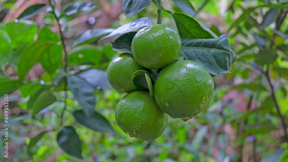 Bunch of fresh lime on tree with raindrops after the rain.