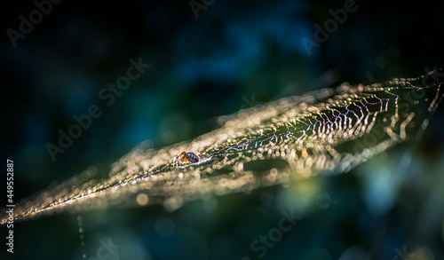 pająk pajęczyna natura przyroda tapeta makro 