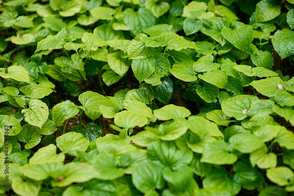 green leaves background filling up the frame green leaves background filling up the frame