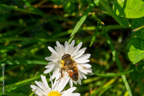 Les abeilles sont nécessaires à la biodiversité  photo