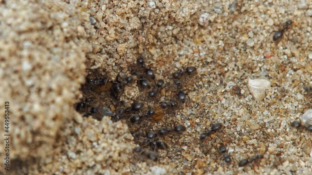 Close Up Of A Colony Of Black Garden Ants Crawling On The Ground And Bringing Food Into The Anthill. Close Up Of A Colony Of Black Garden Ants Crawling On The Ground And Bringing Food Into The Anthill.