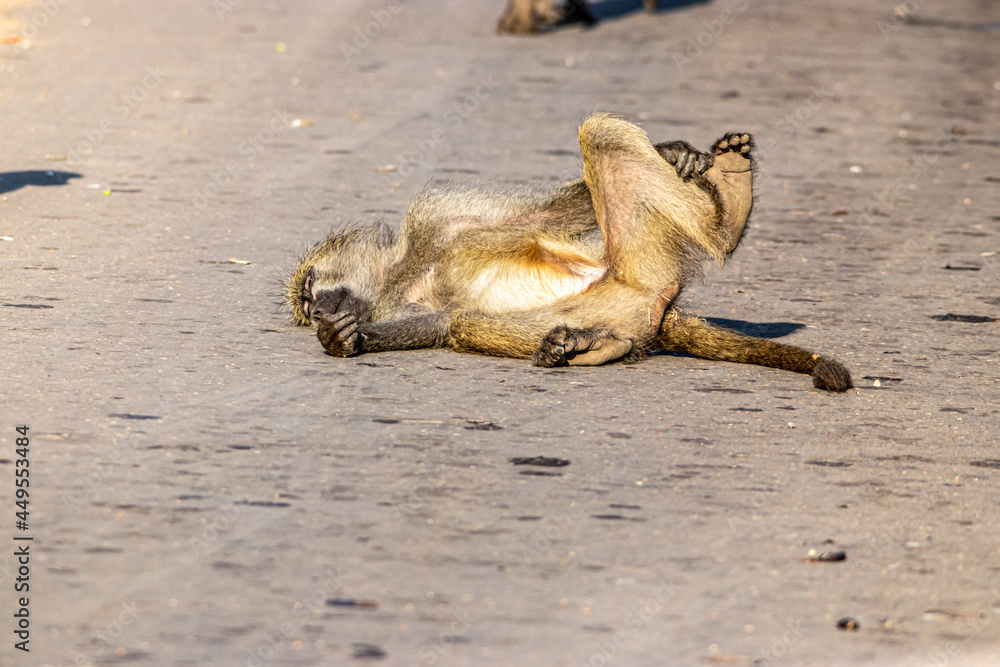 Fototapeta premium cape baboon in the Savannah 