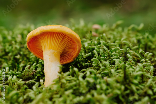 An edible mushroom on the green grass. Close-up of a chanterelle mushroom in the forest.