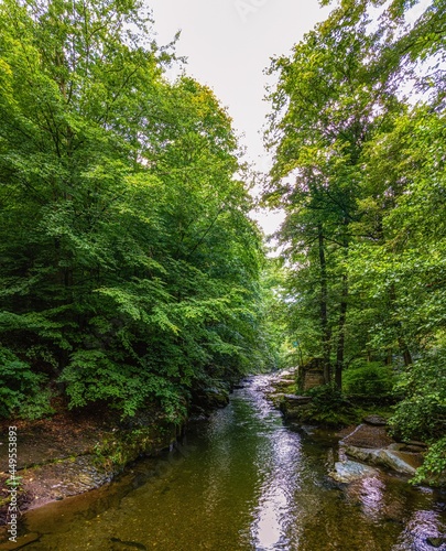 river in the forest