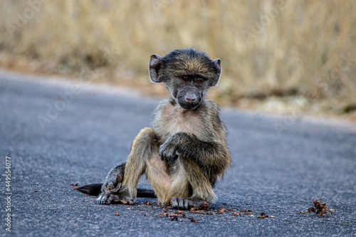 cape baboon in the Savannah  © Llewellyn