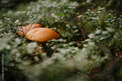 Edible brown mushrooms growing in the summer forest. Copy space.