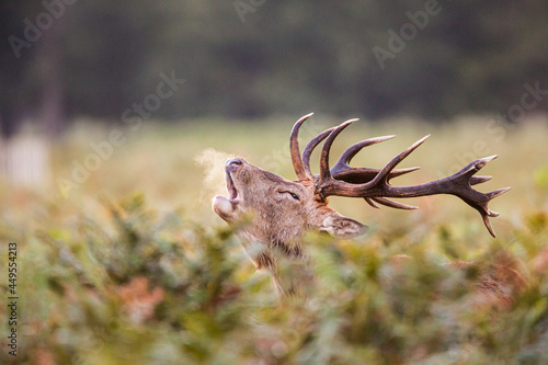 Red Deer stag roaring amongst the bracken in the countryside in the UK