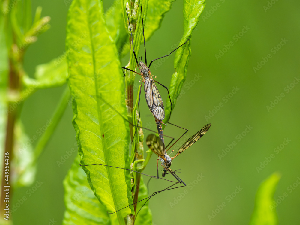 Crane Flies Mating