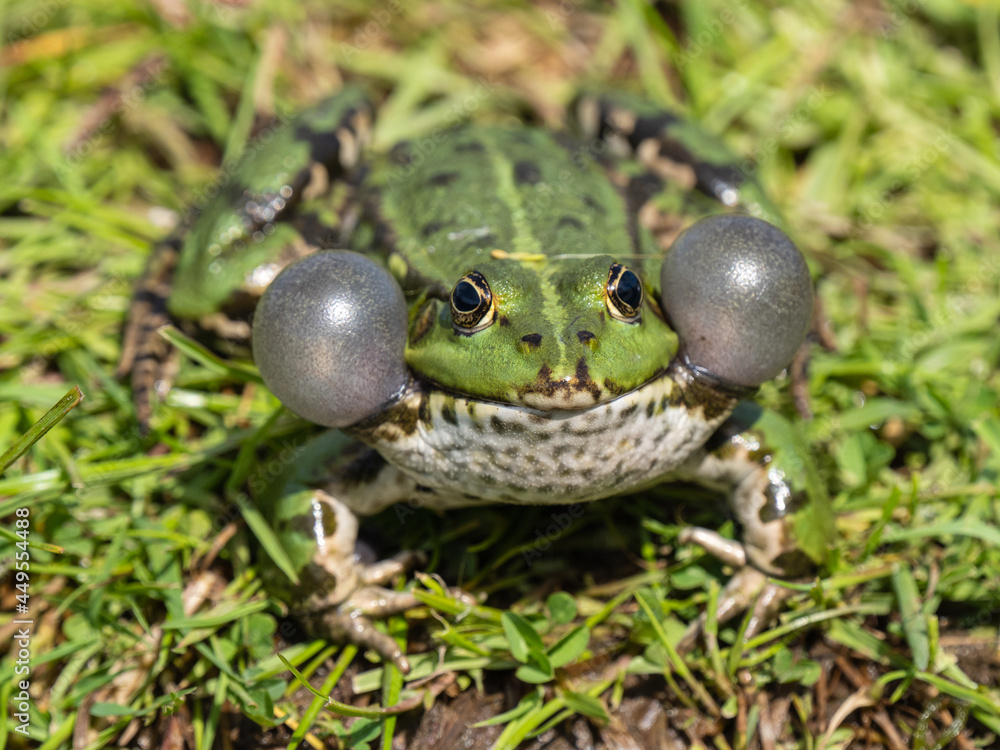 Male Marsh Frog Bellowing in a Pond Male Marsh Frog Bellowing in a Pond