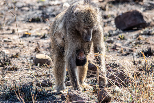 Obraz na płótnie cape baboon in the Savannah 