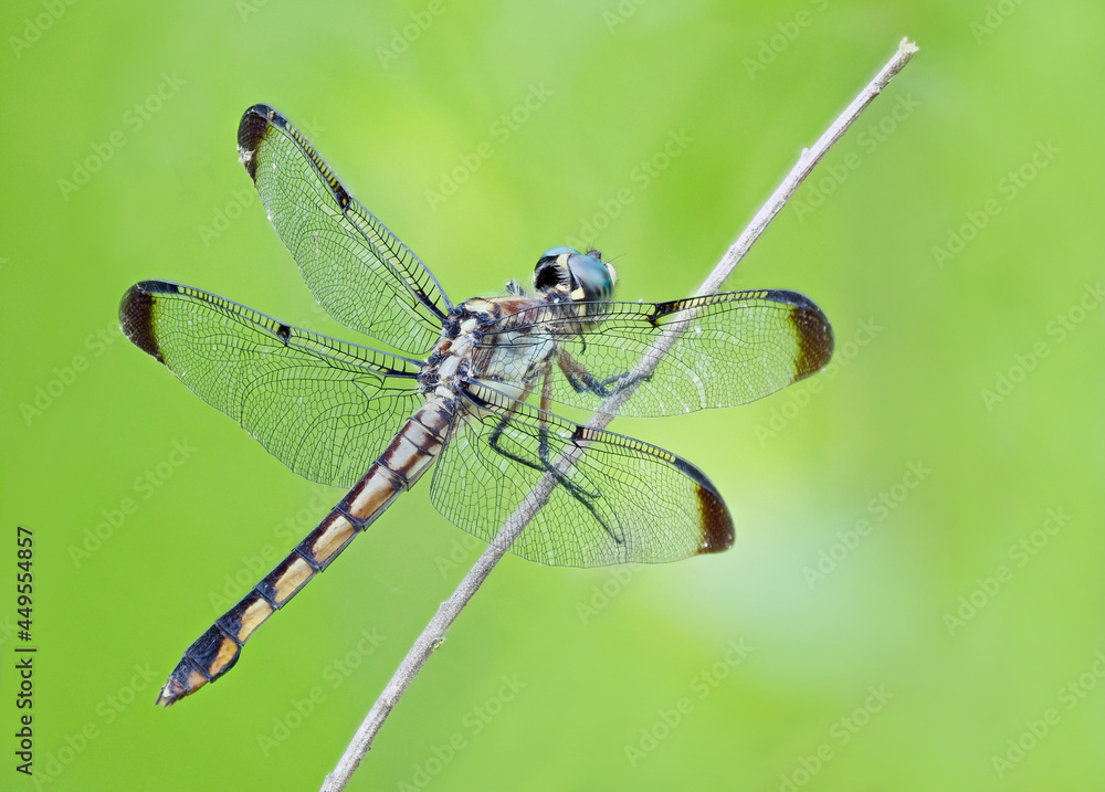 A Focus Stacked Closeup Image of a Dragonfly on a Light Green Background A Focus Stacked Closeup Image of a Dragonfly on a Light Green Background