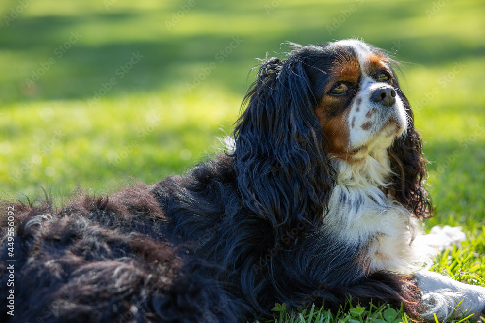 A Cavalier King Charles Spaniel tricolor dog outdoor