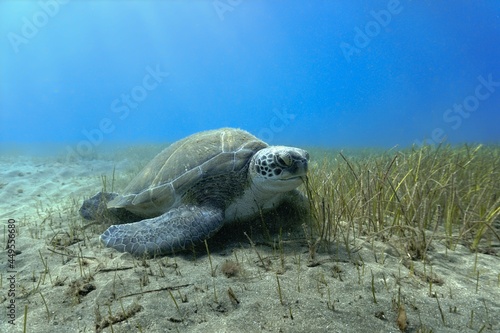 Huge Green sea turtle at the bottom of the sea