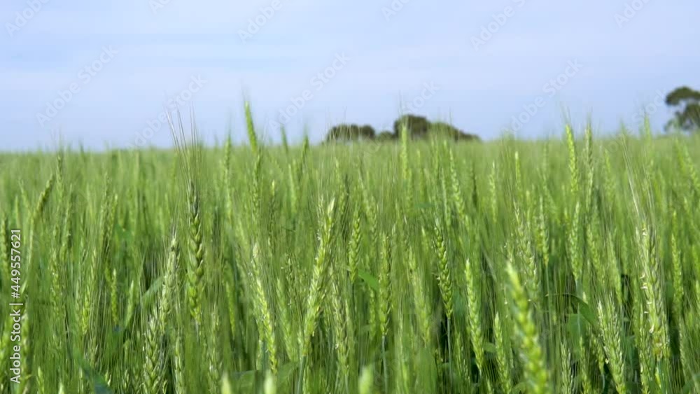 field of wheat landscape field of wheat landscape