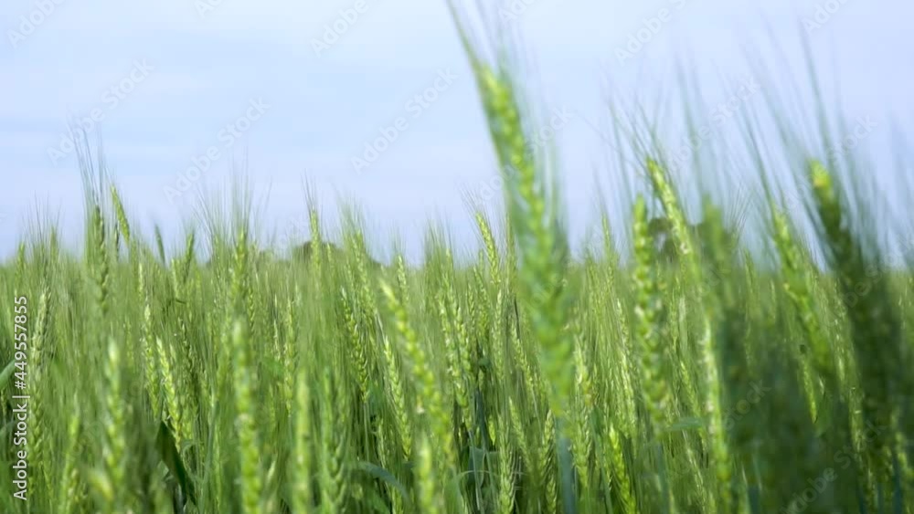 field of wheat landscape field of wheat landscape
