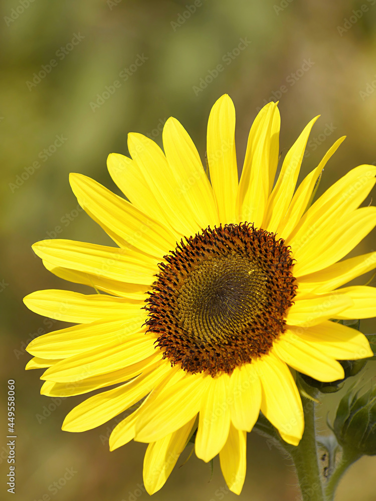 Sunflower flower in autumn on the field, close-up. One sunflower outdoors in the afternoon in august. Sunflower flower in autumn on the field, close-up. One sunflower outdoors in the afternoon in august.