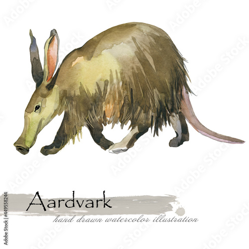 Aardvark animal hand drawn watercolor illustration set photo