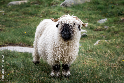 Valais Blacknose sheep in Zermatt, Switzerland, during summer.  Valais Blacknose is a breed of domestic sheep originating in the Valais region of Switzerland.