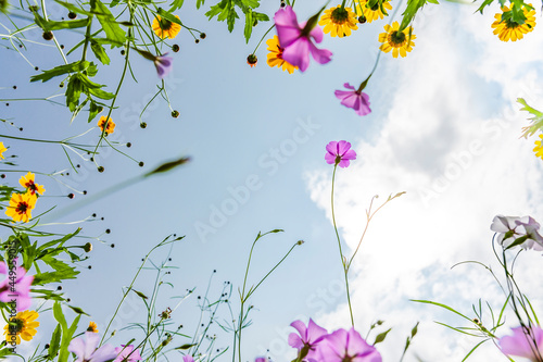 Rahmen aus Wiesenblumen von unten fotografiert