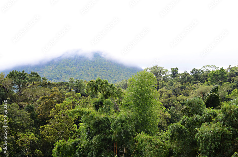 Foggy clouds hovering a forested mountain top