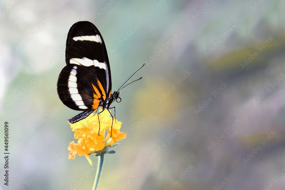 Obraz premium Macro shots, Beautiful nature scene. Closeup beautiful butterfly sitting on the flower in a summer garden.