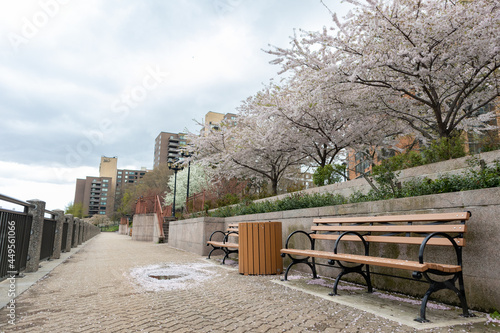 Roosevelt Island Riverfront during Spring with Empty Benches and Blooming Cherry Blossom Trees in New York City