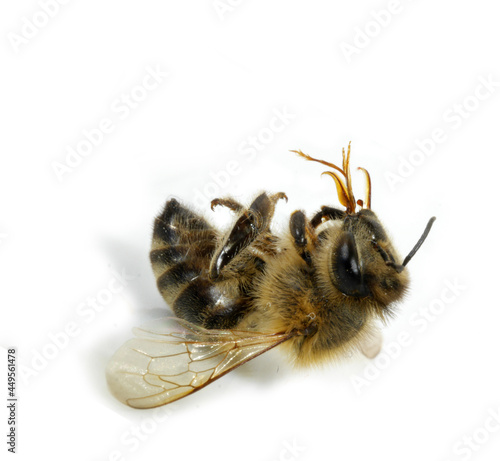 Bienensterben - Umweltschäden photo