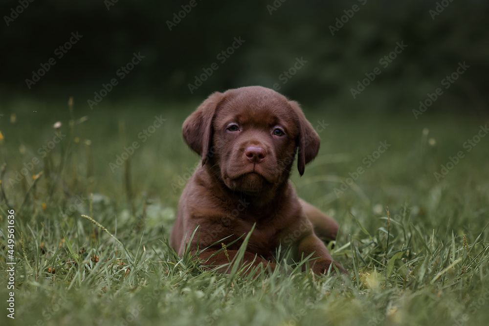 chocolate labrador retriever  puppy sitting in the grass in the park