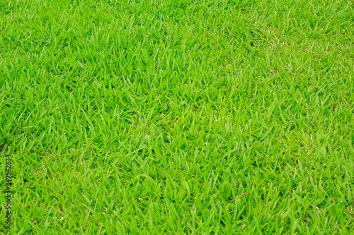 Wallpaper Mural green grass background Torontodigital.ca