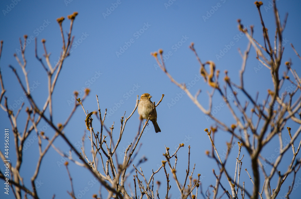 canary on the branch canary on the branch