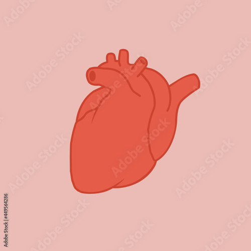 Anatomical heart isolated Muscular organ in human on rose background. anatomy biology medicine medical concept. Heart icon human body internal organs