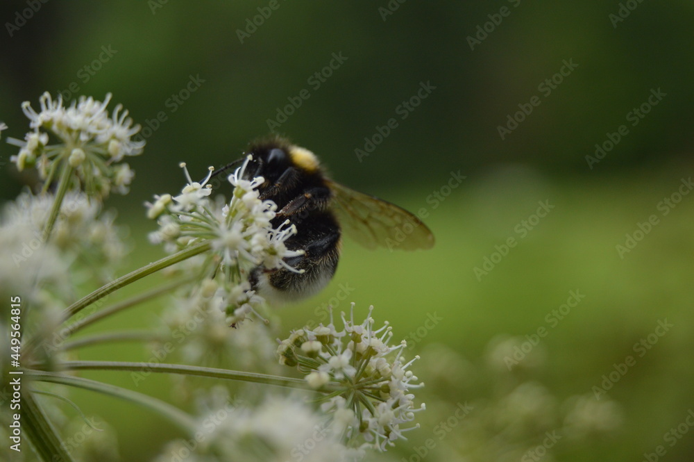 Fototapeta premium butterfly on a flower