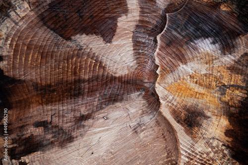 Nahaufnahme von Baumrinde als detaillierte Holzstruktur