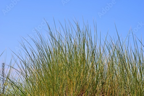 Beachgrasses against a clear blue sky as a close-up