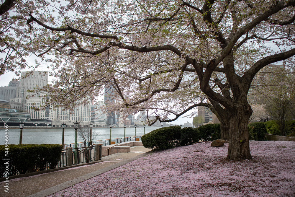Blooming Cherry Blossom Tree with Flower Petals on the Ground at Roosevelt Island in New York City during Spring