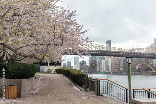 Roosevelt Island Riverfront during Spring with Blooming Cherry Blossom Trees in New York City