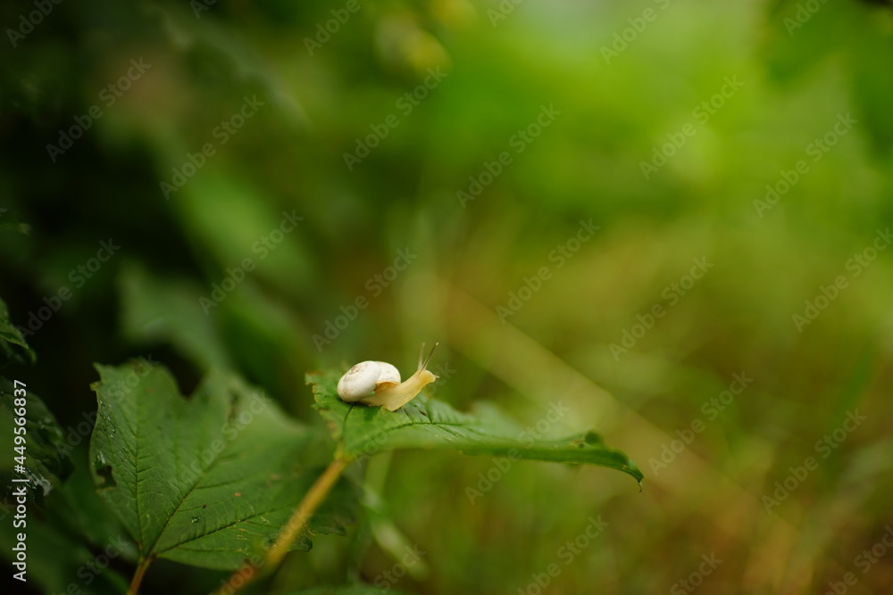 snail crawling on a green leaf in the garden snail crawling on a green leaf in the garden