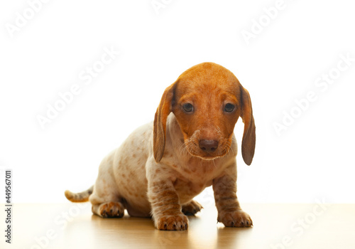 image of dog white background 