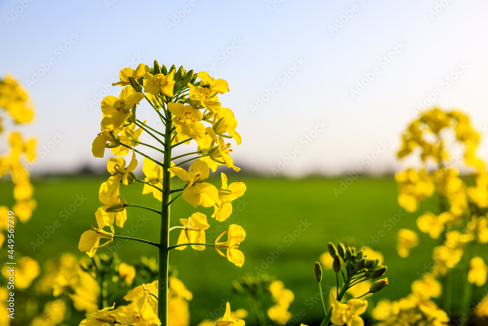 Obraz premium Rape blossoms and natural scenery in spring season in China