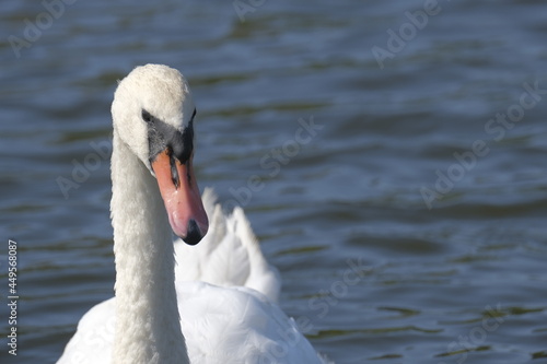 swan on the water