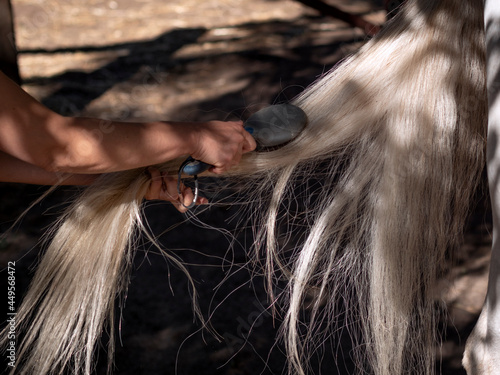Close up of female arm combing the tail of a white andalusian horse.