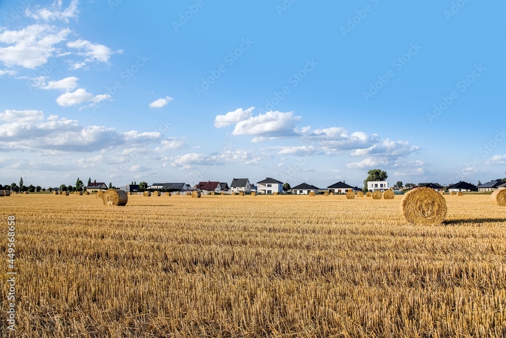 field of beveled wheat against the background of rural houses