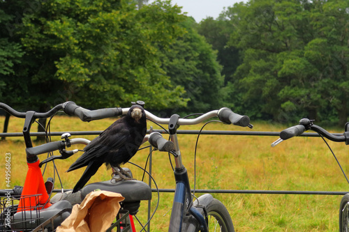 A rook on a bicycle seat