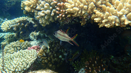 Sammara squirrelfish or blood-spot squirrelfish, slender squirrelfish (Neoniphon sammara) undersea, Red Sea, Egypt, Sharm El Sheikh, Nabq Bay photo