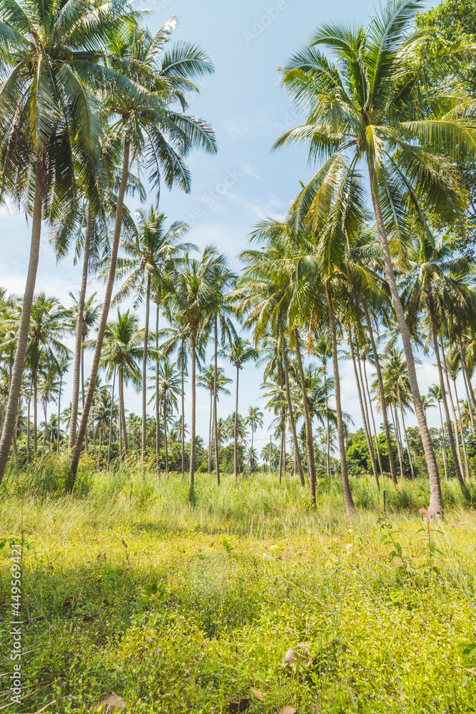 Fototapeta premium Palm Trees in Ko Samui Thailand