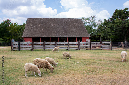 Barn yard with sheep eating grass with the barn in the back ground