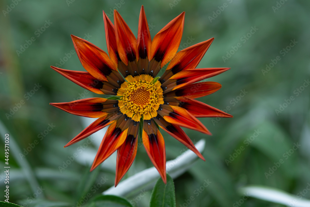 lovely image of a gazania of dark orange motorcycles and green bokeh background lovely image of a gazania of dark orange motorcycles and green bokeh background