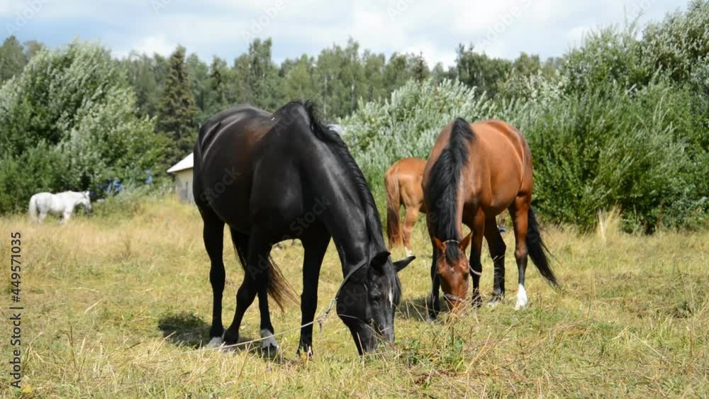 Herd of horses on a pasture in summer Herd of horses on a pasture in summer